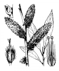 Nom original: Salix daphnoides (n°3304)