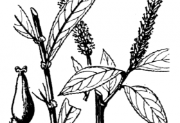 Nom original: Salix triandra (n°3306)