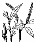Nom original: Salix triandra (n°3306)
