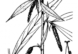 Nom original: Salix babylonica (n°3307)