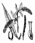 Nom original: Salix alba (n°3309)