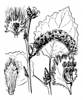 Nom original: Populus tremula (n°3310)