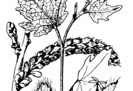 Nom original: Populus alba (n°3311)