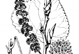 Nom original: Populus monilifera (n°3313)