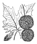 Nom original: Platanus vulgaris (n°3314)