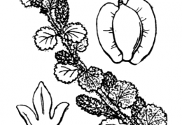 Nom original: Betula nana (n°3315)