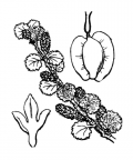 Nom original: Betula nana (n°3315)