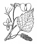 Nom original: Betula alba (n°3316)