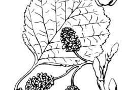 Nom original: Alnus glutinosa (n°3320)