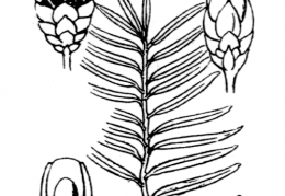 Nom original: Taxus baccata (n°3325)