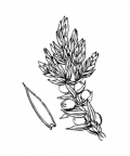 Nom original: Juniperus nana (n°3328)