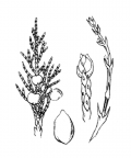 Nom original: Juniperus sabina (n°3331)