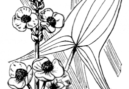 Nom original: Sagittaria sagittifolia (n°3348)