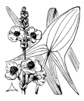 Nom original: Sagittaria sagittifolia (n°3348)