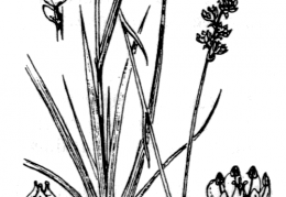 Nom original: Tofieldia calyculata (n°3358)