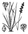 Nom original: Tofieldia calyculata (n°3358)
