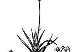 Nom original: Tofieldia palustris (n°3359)