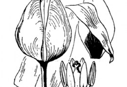 Nom original: Tulipa praecox (n°3369)