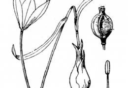Nom original: Tulipa australis (n°3374)