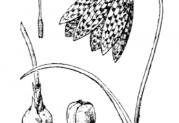 Nom original: Fritillaria meleagris (n°3375)