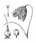 Nom original: Fritillaria meleagris (n°3375)