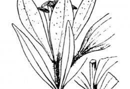 Nom original: Lilium croceum (n°3383)