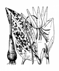 Nom original: Erythronium dens-canis (n°3385)