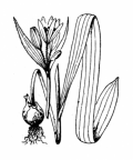 Nom original: Gagea lutea (n°3392)