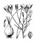Nom original: Ornithogalum umbellatum (n°3398)