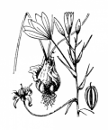 Nom original: Ornithogalum divergens (n°3399)