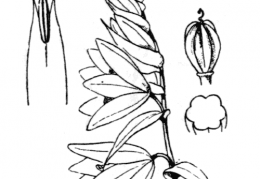 Nom original: Ornithogalum nutans (n°3401)