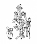 Nom original: Ornithogalum pyrenaicum (n°3403)
