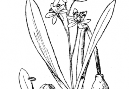 Nom original: Scilla bifolia (n°3409)