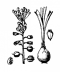 Nom original: Muscari comosum (n°3425)