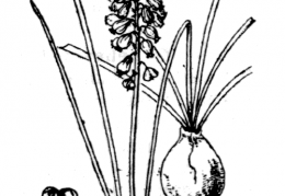 Nom original: Muscari racemosum (n°3426)