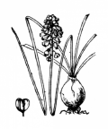 Nom original: Muscari racemosum (n°3426)