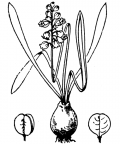 Nom original: Muscari botryoides (n°3428)