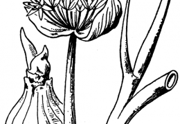 Nom original: Allium fistulosum (n°3432)