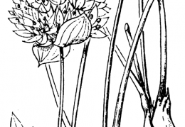 Nom original: Allium schoenoprasum (n°3434)