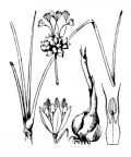 Nom original: Allium vineale (n°3435)