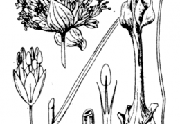 Nom original: Allium sphaerocephalon (n°3436)