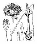 Nom original: Allium sphaerocephalon (n°3436)