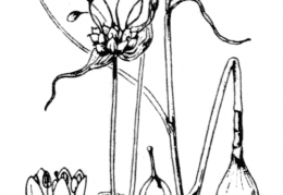 Nom original: Allium oleraceum (n°3437)
