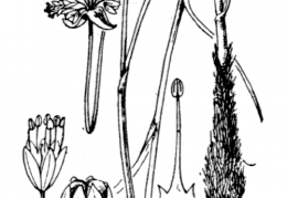 Nom original: Allium strictum (n°3441)