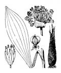 Nom original: Allium victorialis (n°3442)