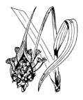Nom original: Allium sativum (n°3448)