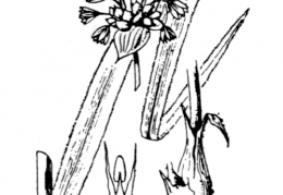 Nom original: Allium scorodoprasum (n°3449)