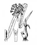 Nom original: Allium scorodoprasum (n°3449)