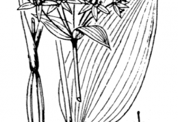Nom original: Allium ursinum (n°3457)