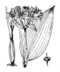 Nom original: Allium ursinum (n°3457)